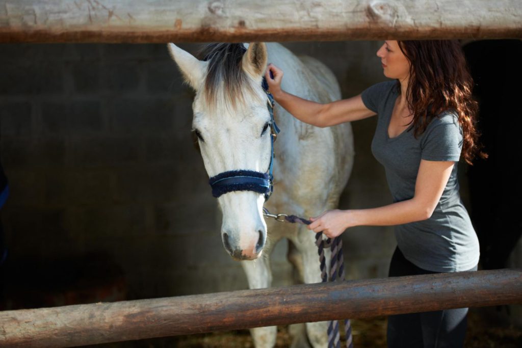 Polisy ubezpieczeniowe dla koni mogą obejmować szeroki zakres ryzyk
